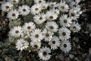 Helichrysum milfordiae